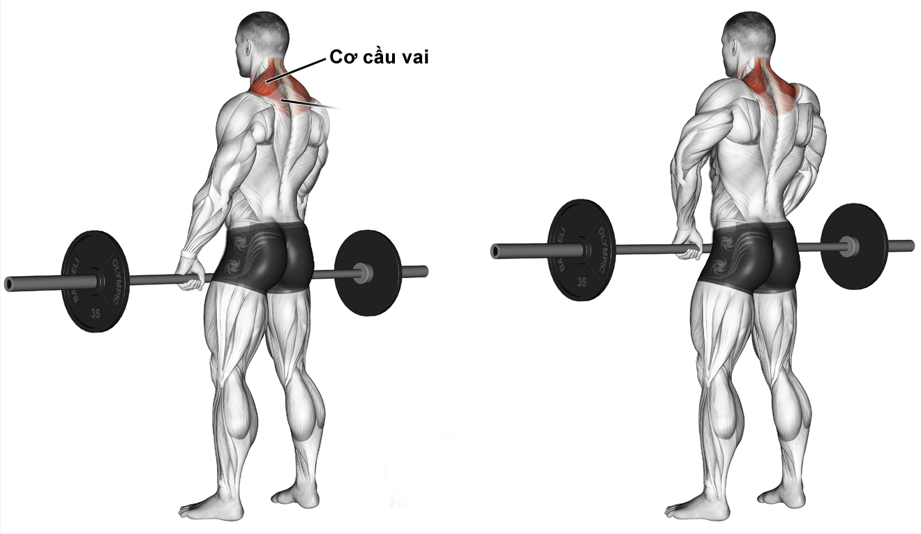 cơ cầu vai là gì? Các bài tập cơ cầu vai hiệu quả
