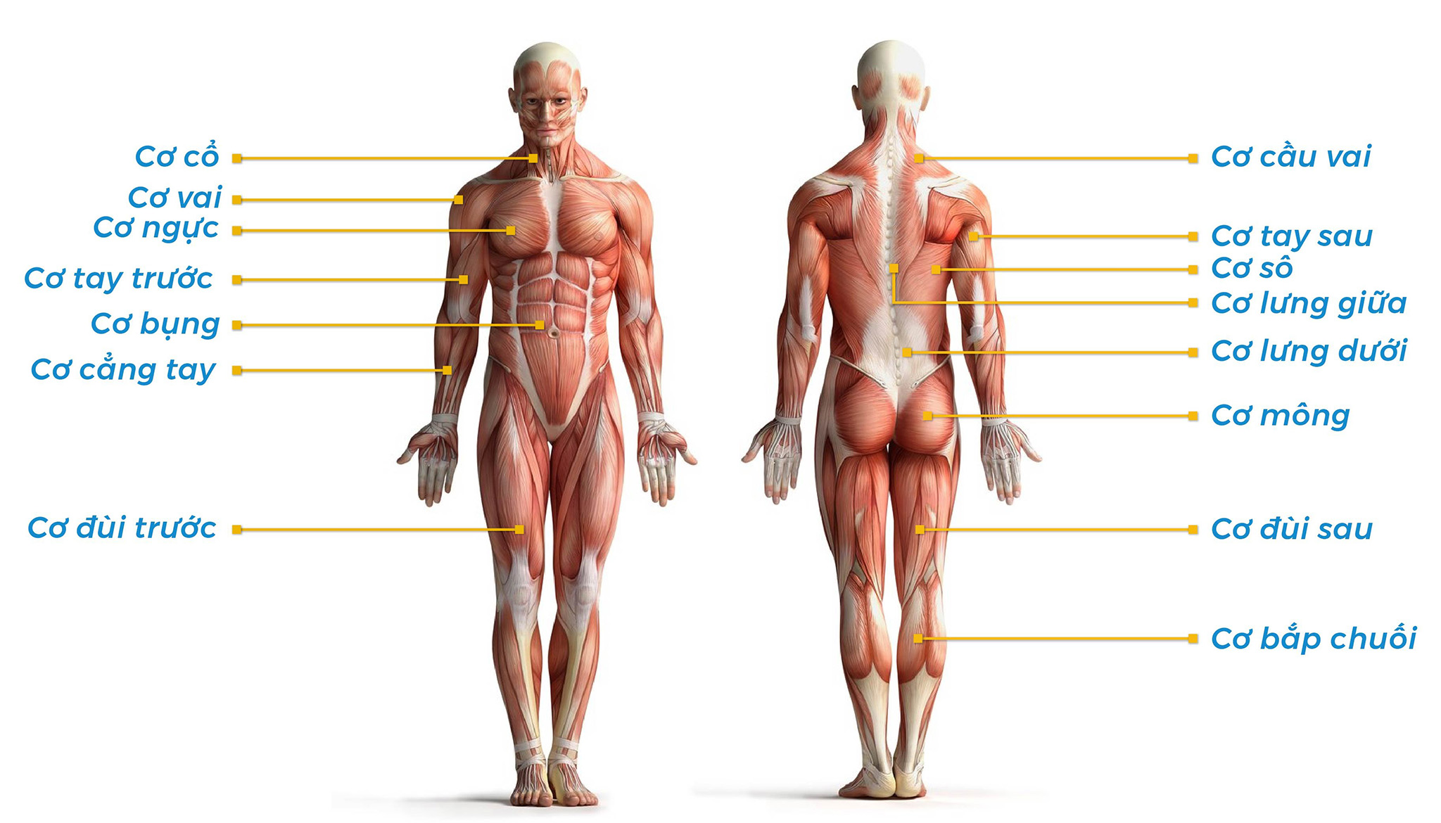 vị trí các nhóm cơ trên cơ thể