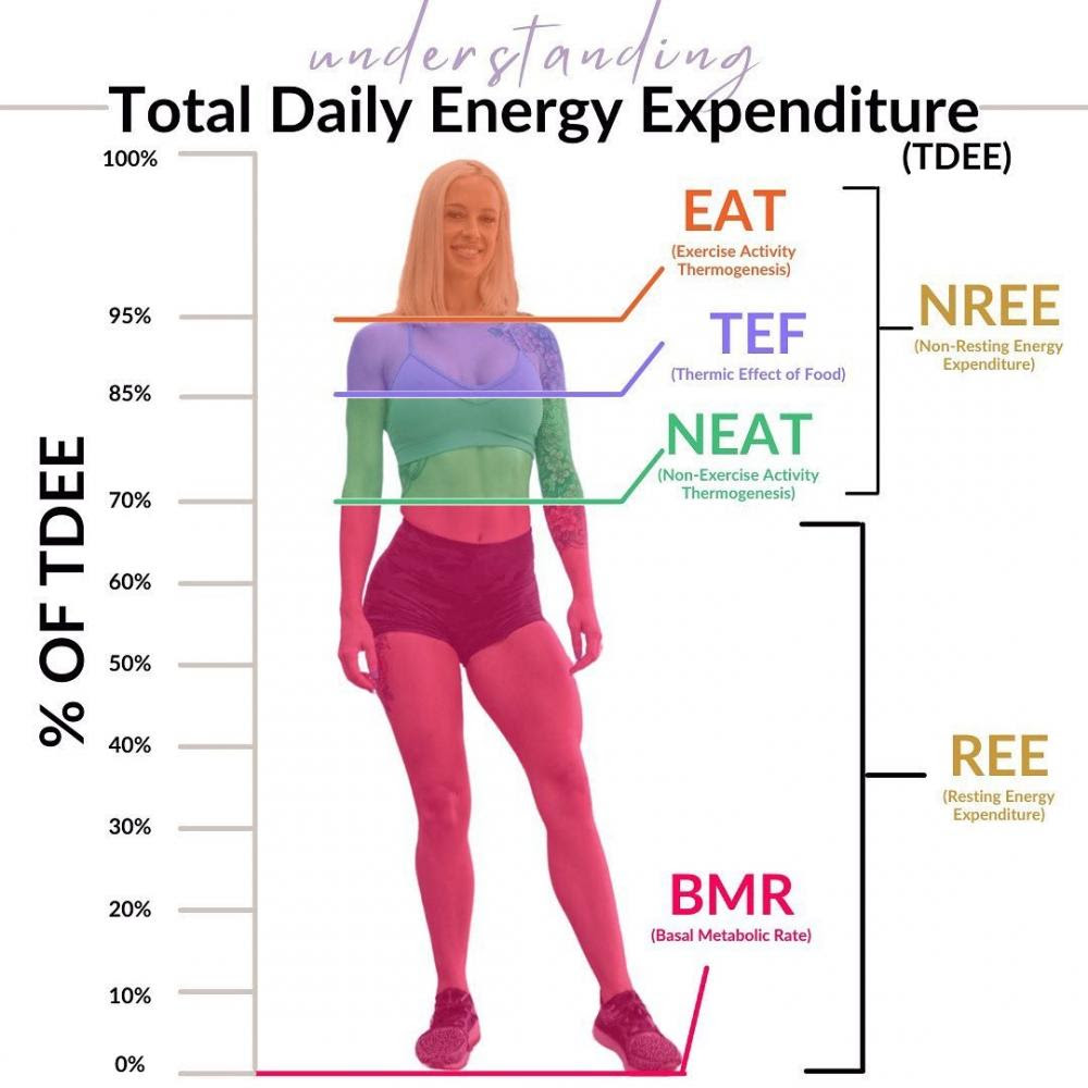 công thúc tính tdee cho nữ và nam